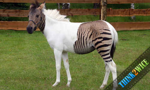 THE RESULT OF A HORSE AND A ZEBRA DOING THE NASTY!